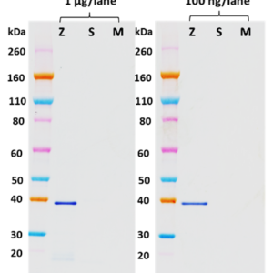 Rabbit anti-EBOV VP40 pAb Anti-EBOV VP40 antibody at 10 ng/mL was able to detect EBOV VP40 in EBOV VLPs and at least 100 ng of EBOV rVP40 by Western Blot Analysis. Western Blots were developed using an anti-rabbit IgG-HRP conjugate and TMB Membrane substrate. No cross-reactivity with MARV VP40 was observed.