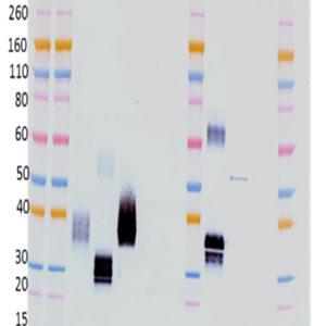 Rabbit anti-Marburg Virus GP pAb or affinity purified rabbit polyclonal antibody reactive to MARV GP. The antibody detects GP in virus-like particles (VLP) and recombinant GP without the transmembrane region (rGPΔTM) and recombinant GP without the transmembrane region and without the mucin-like domain (rGPΔmuc) in Western blot and ELISA.