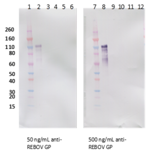 Rabbit anti-Reston Virus GP pAb or affinity purified rabbit polyclonal antibody reactive to RESTV GP. The antibody detects recombinant RESTV GP without the transmembrane region (RESTV rGPdTM) in Western blot analysis.