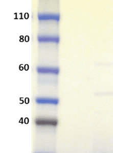 SDS-PAGE Data: SDS-PAGE of rSEK at 1 µg and 5 µg (Lanes 1 and 2 respectively) when tested under reducing condition.