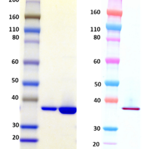 (A) SDS-PAGE of LukF-PV: 1 µg (Lane 1) and 5 µg (Lane 2) Protein demonstrates a molecular weight of approximately 37 kDa. (B) Western blot detection of LukF-PV at 100 ng, using IBT’s anti-LukF-PV polyclonal antibody (Catalog # 0312-002) at 0.5 µg/mL and an anti-rabbit IgG-HRP conjugate, followed by TMB substrate.