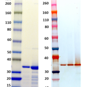 Staphylococcus aureus Recombinant Hla (tag free): (A) SDS-PAGE of Hla: 1 μg (Lane 1) and 5 μg (Lane 2). (B) Western blot detection of Hla at 5 ng (Lane 1), 10 ng (Lane 2), and 50 ng (Lane 3), using IBT’s mouse anti-Alpha Toxin (6C12) monoclonal antibody (Catalog # 0210-005) at 1.0 µg/mL and an anti-mouse IgG-HRP conjugate followed by TMB membrane substrate.