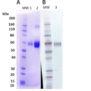 Nipah Virus Attachment F
