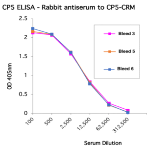 Rabbit antiserum to CP5-CRM