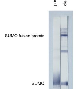 Anti-SUMO tag antibody, SUMOtag1