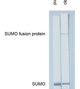 Anti-SUMO tag antibody, SUMOtag2