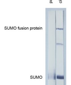 Anti-SUMO tag antibody, SUMOtag3