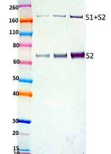 Rabbit anti-SARS-CoV2 S2-C pAb