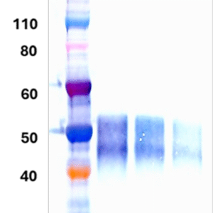 Mouse Anti-Nipah Virus Glycoprotein Polyclonal Antibody