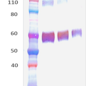 Mouse Anti-Nipah Virus Fusion Protein Polyclonal Antibody
