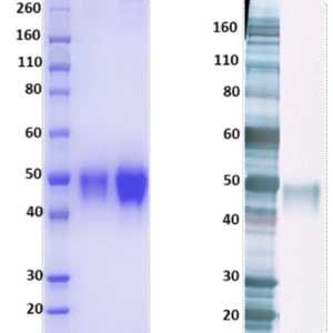 Nipah virus, Attachment G