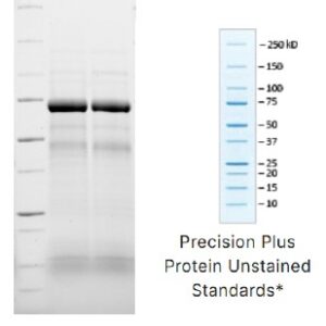 Recombinant Human Transferrin - Holo