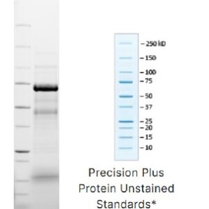 Recombinant Human Transferrin - Apo