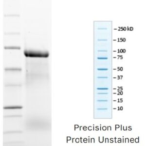 Recombinant Bovine Transferrin - Holo