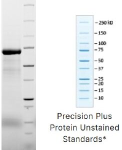Recombinant Bovine Transferrin - Apo