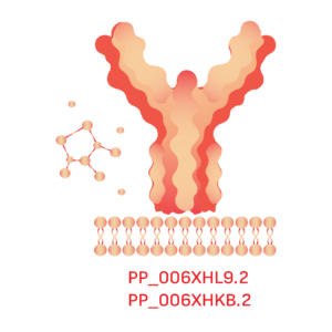 BDBV 2026 Sequence