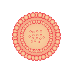 Extracellular Vesicle Kits